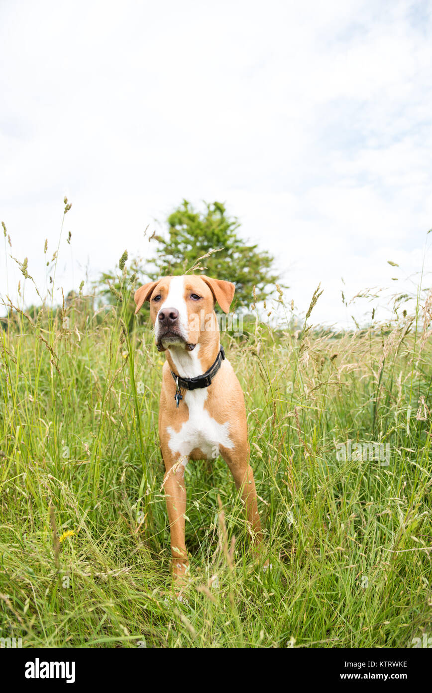 Junger Hund genießen, die sich in den Feldern Stockfoto