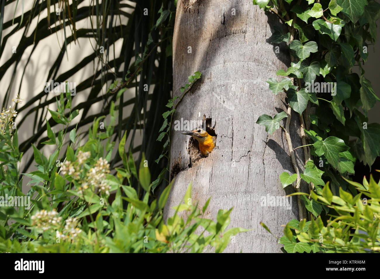 Yellow-throated Specht der Familie Picidae, mit seinem Nest im Stamm einer Palme. Grüne Blätter, schöne gelbe Vögel in der Natur. Stockfoto