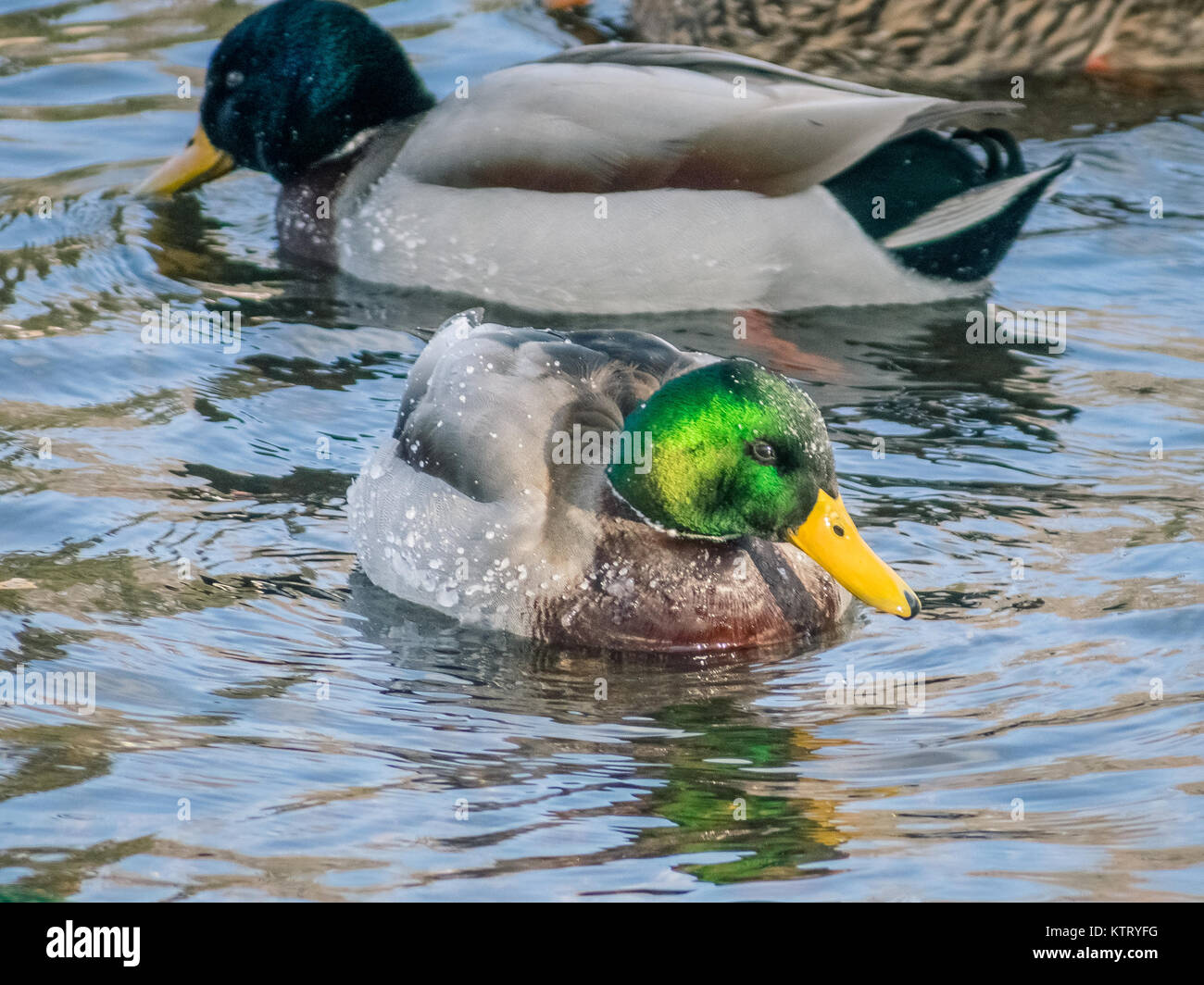 Kalte Ente auf der Suche nach Nahrung im Teich Stockfoto