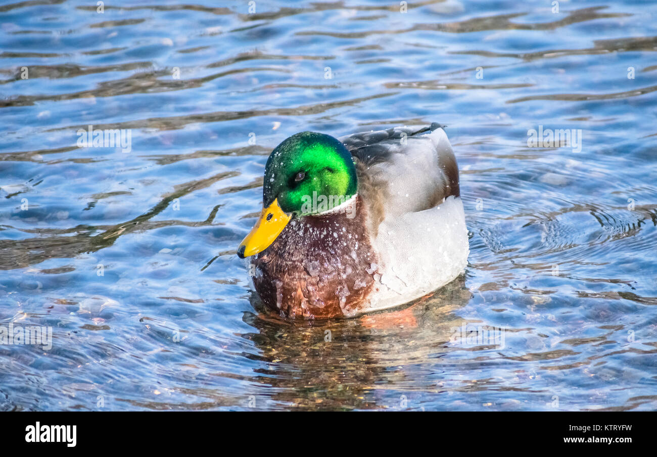 Kalte Ente im Wasser Stockfoto