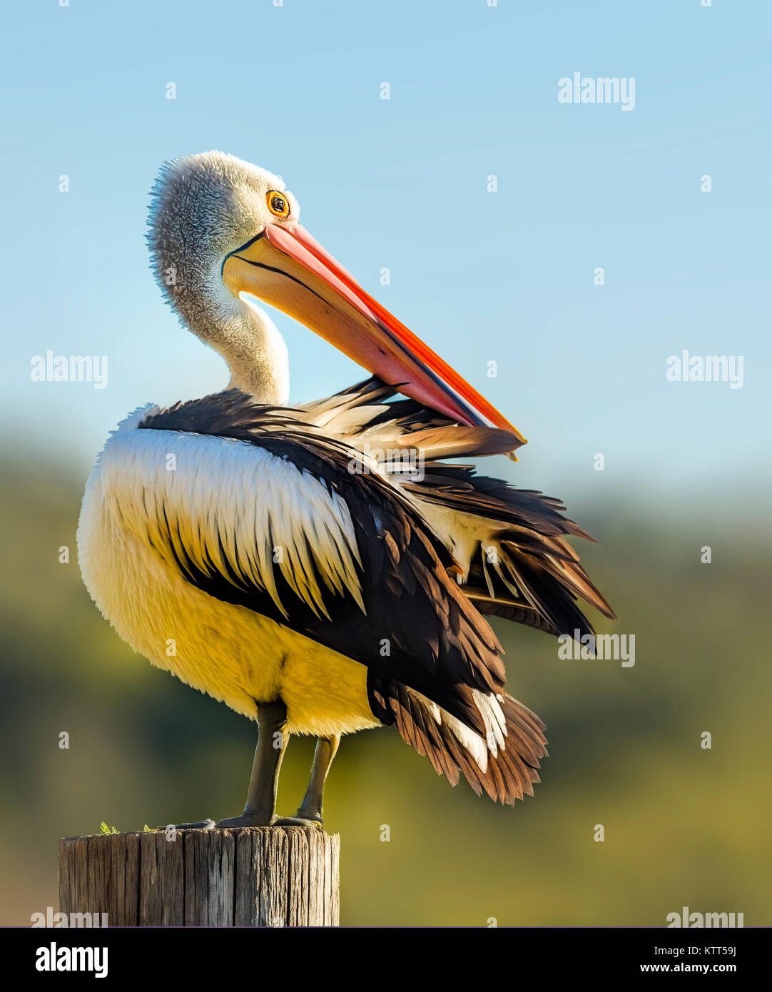 Australischer Pelikan (Pelecanus auffallend), Federn, Perth, Western Australia, Australien Stockfoto