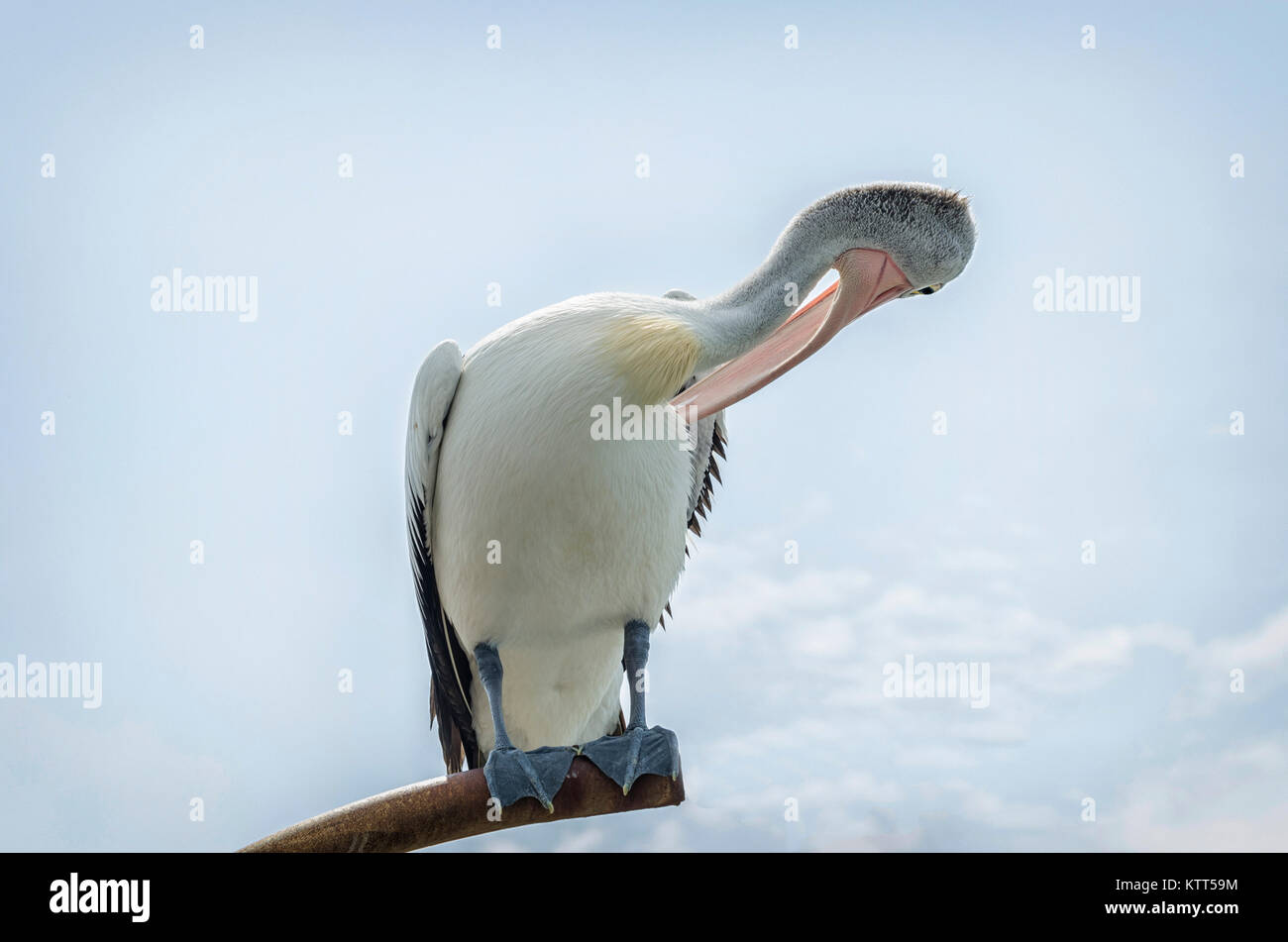 Australische Pelikan-Präenfedern (Pelecanus auffallillatus), Australien Stockfoto