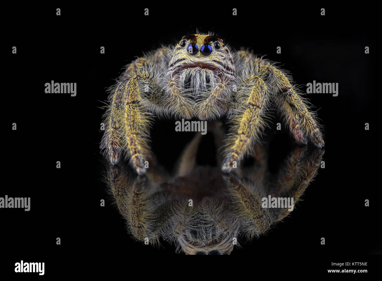 Porträt einer Jumping Spider Stockfoto