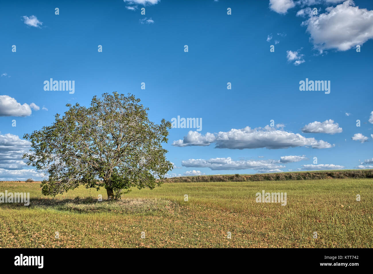 Ein Baum mit Feder Blätter in der Mitte eines Müsli Feld mit einigen Wolken im Hintergrund. Stockfoto