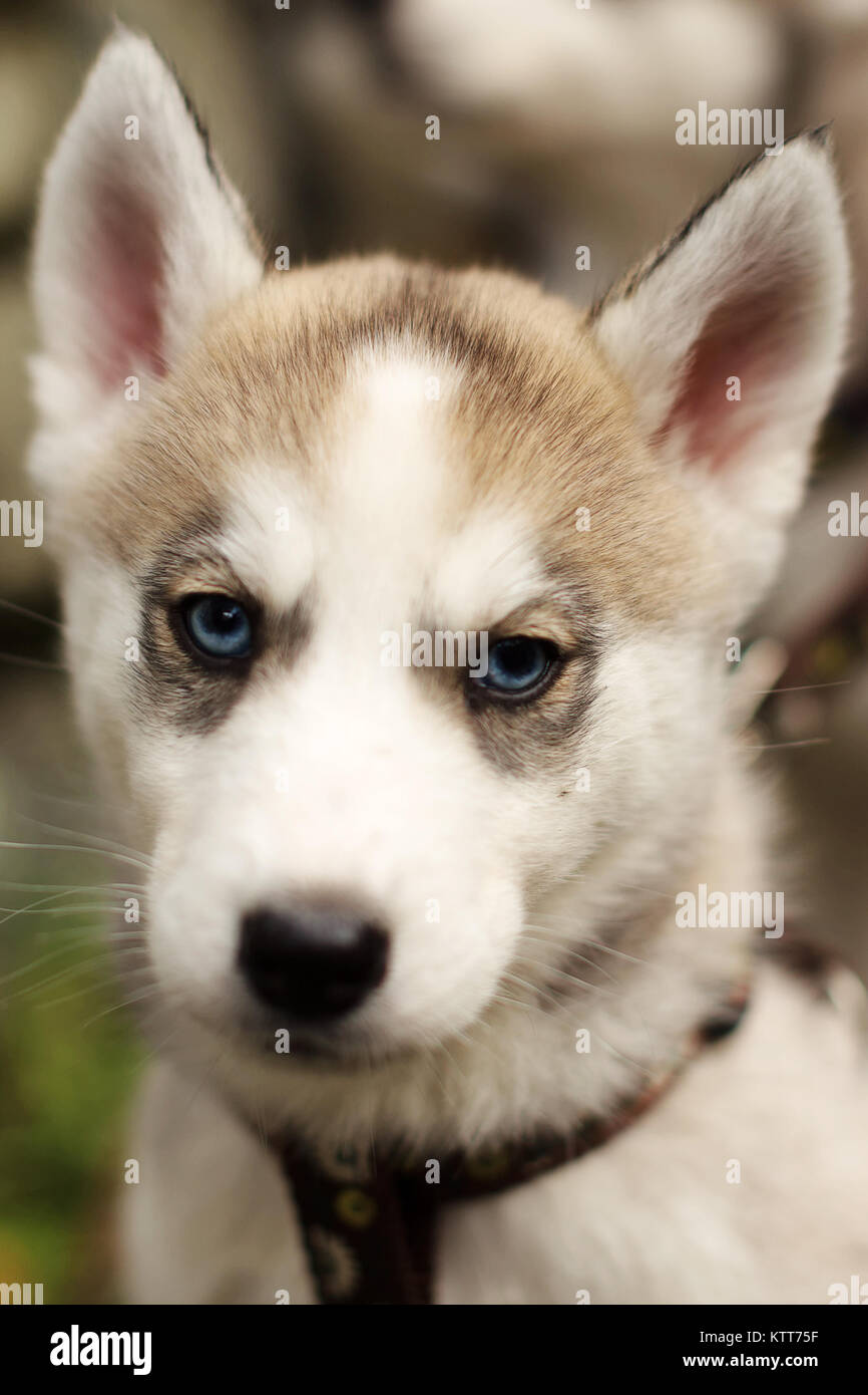 Sibirischer Husky-Welpen mit blauen Augen Stockfoto
