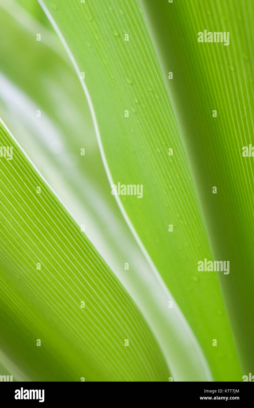 Exotische grüne Blätter, lebendigen Grün, Natur, grüne Blätter Stockfoto