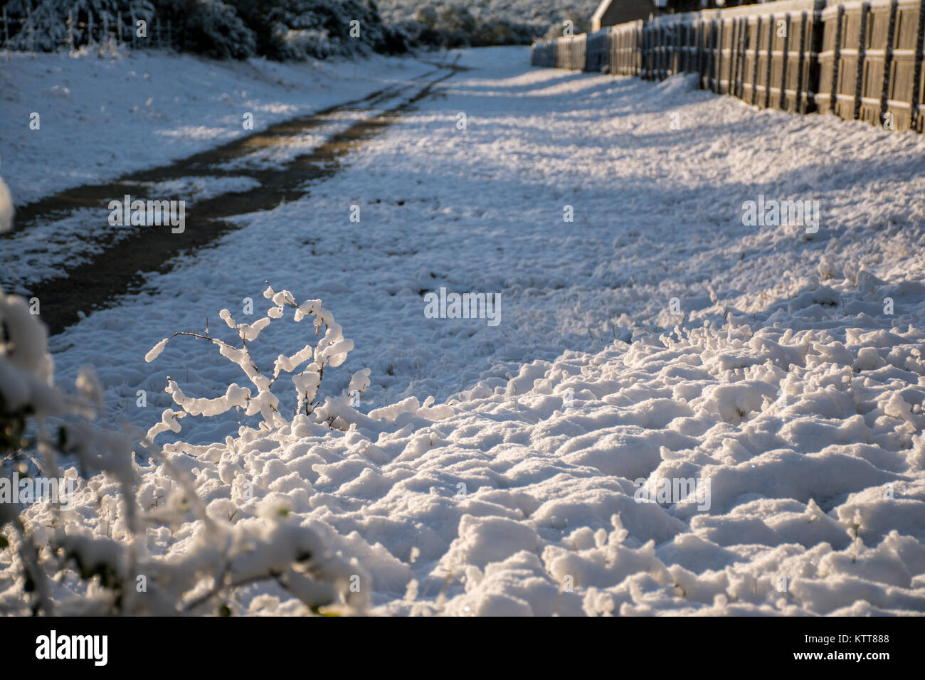 Sun auf Unkraut im Schnee Stockfoto