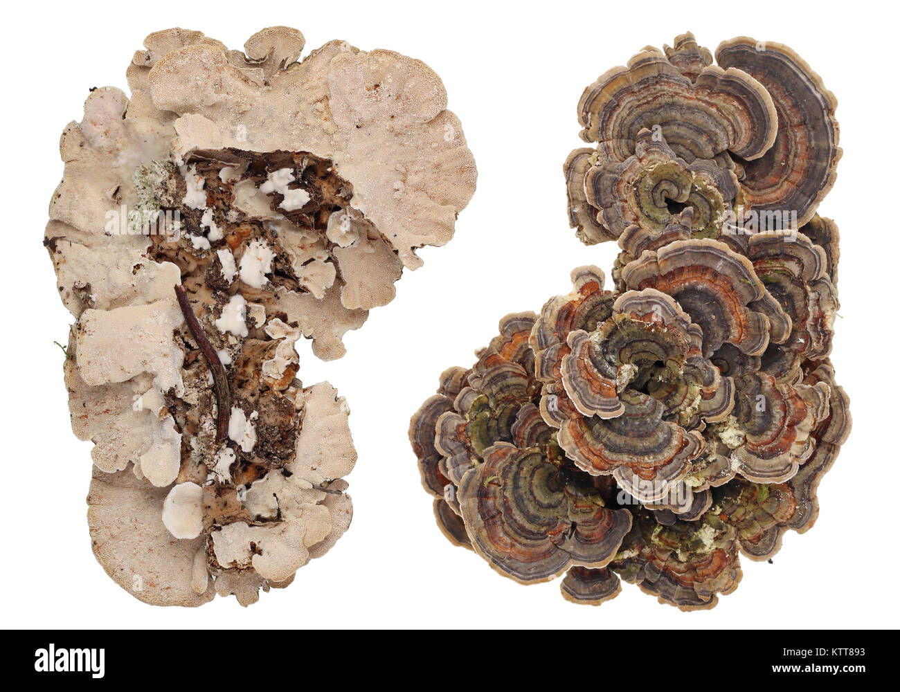Ansicht von oben und von unten von Kolonien von gemeinsamen europäischen Wald Baum Pilze. Auf weissem Studio isoliert Stockfoto