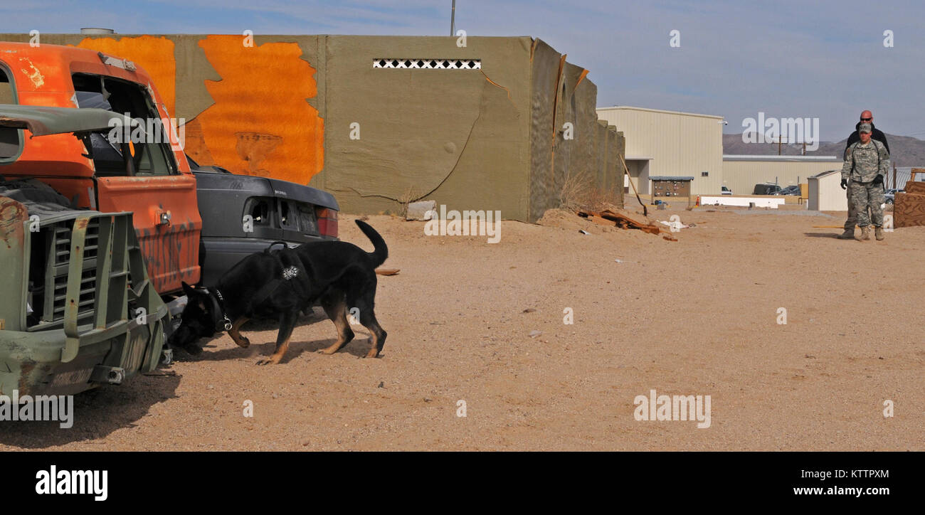 Maci, ein taktisches Explosive Detection dog, schnüffelt, Sprengstoffe, während seine Handler, SPC. Mark Stephens, zu Alpha Company, 1-125 th Infanterie Regiment, 37th Infantry Brigade Combat Team, und Ben Martin, TEDDs Ausbilder von Vonne Liche, Inc., Aufenthalt in einem sicheren Abstand während der Ausbildung an der National Training Center in Fort Irwin, Calif., Nov. 24, 2011 zugeordnet. Der 37 IBCT werden die Panel-struktur TEDDs werden auf ihren bevorstehenden Einsatz in Afghanistan zur Unterstützung der Operation Enduring Freedom. (37 IBCT Foto von Sgt. Kimberly Lamm) (freigegeben) Stockfoto