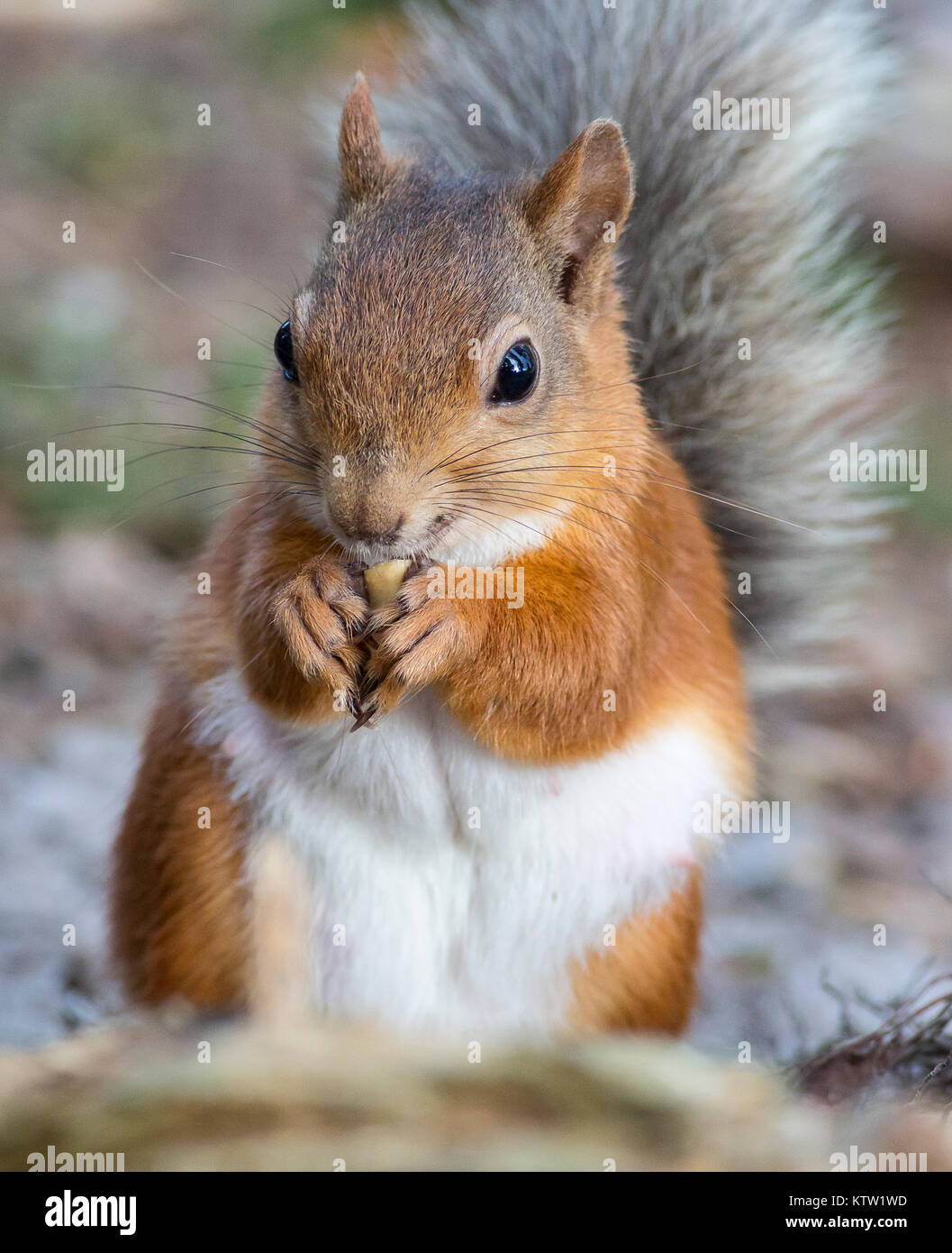 Ein rotes Eichhörnchen an Pow Hill, County Durham Großbritannien Essen einer Mutter Stockfoto