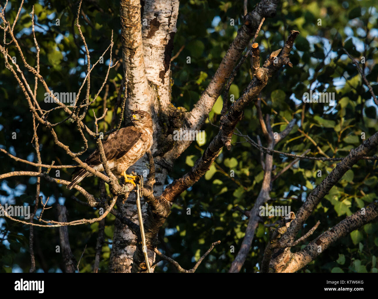 Ein Falke mit breiten Flügeln hält eine Schlange Stockfoto