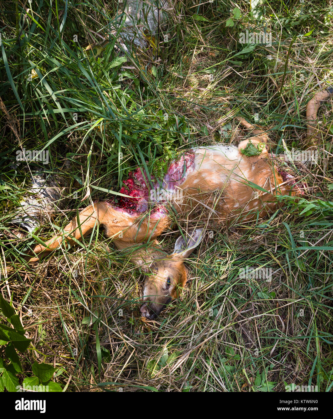 Wisconsin White-tailed fawn durch ein Raubtier getötet. Stockfoto