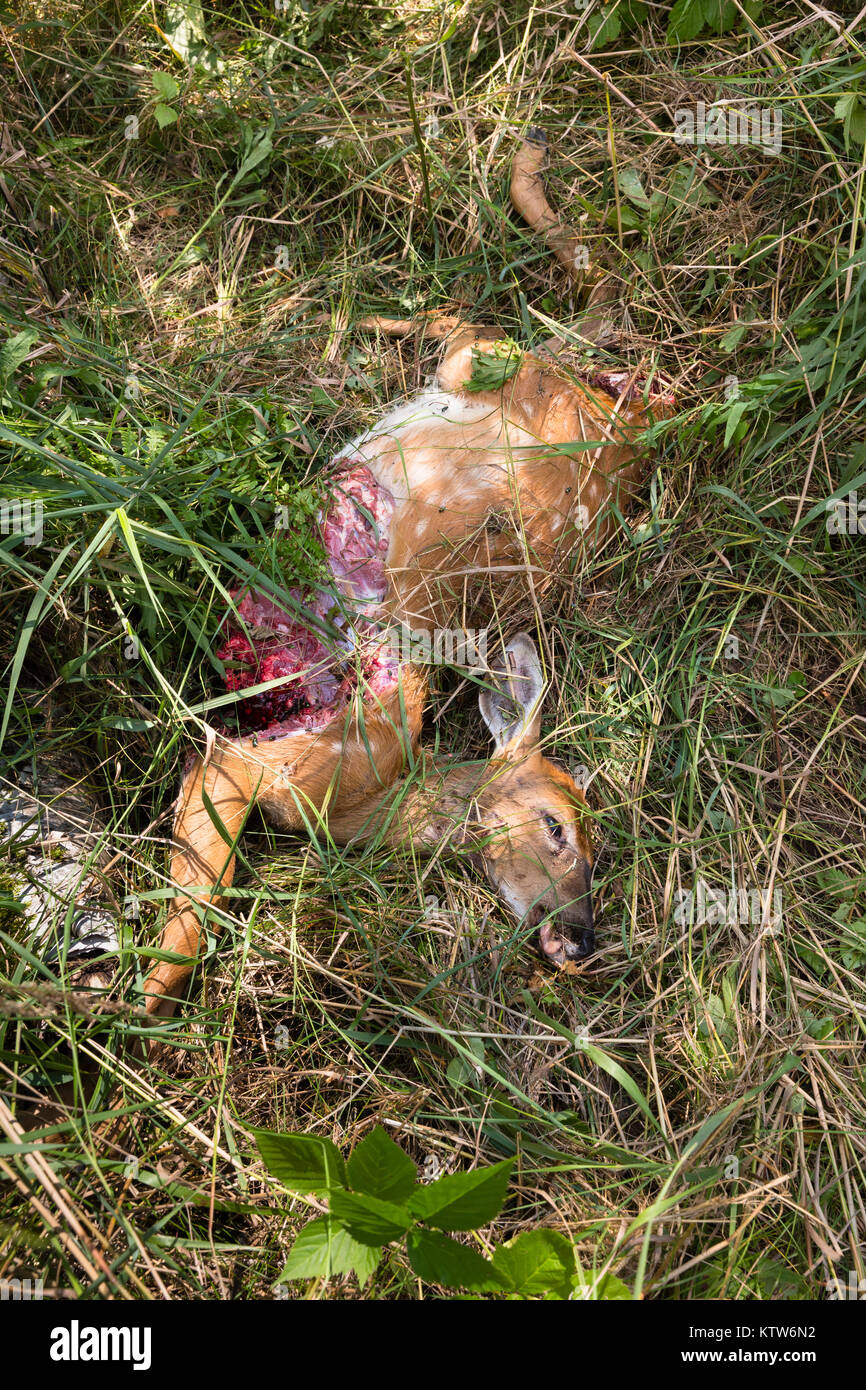 Wisconsin White-tailed fawn durch ein Raubtier getötet. Stockfoto