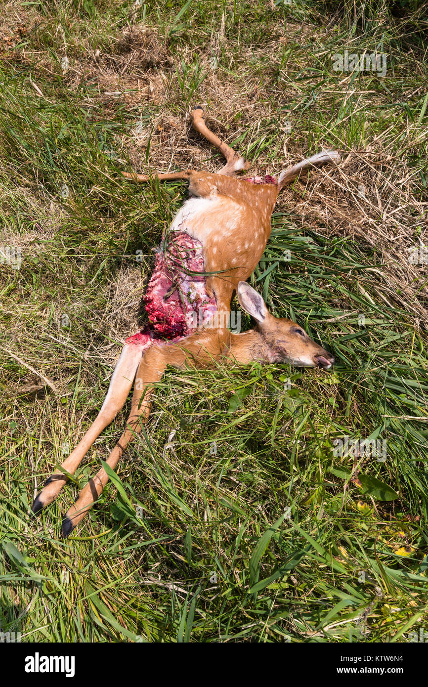 Wisconsin White-tailed fawn durch ein Raubtier getötet. Stockfoto