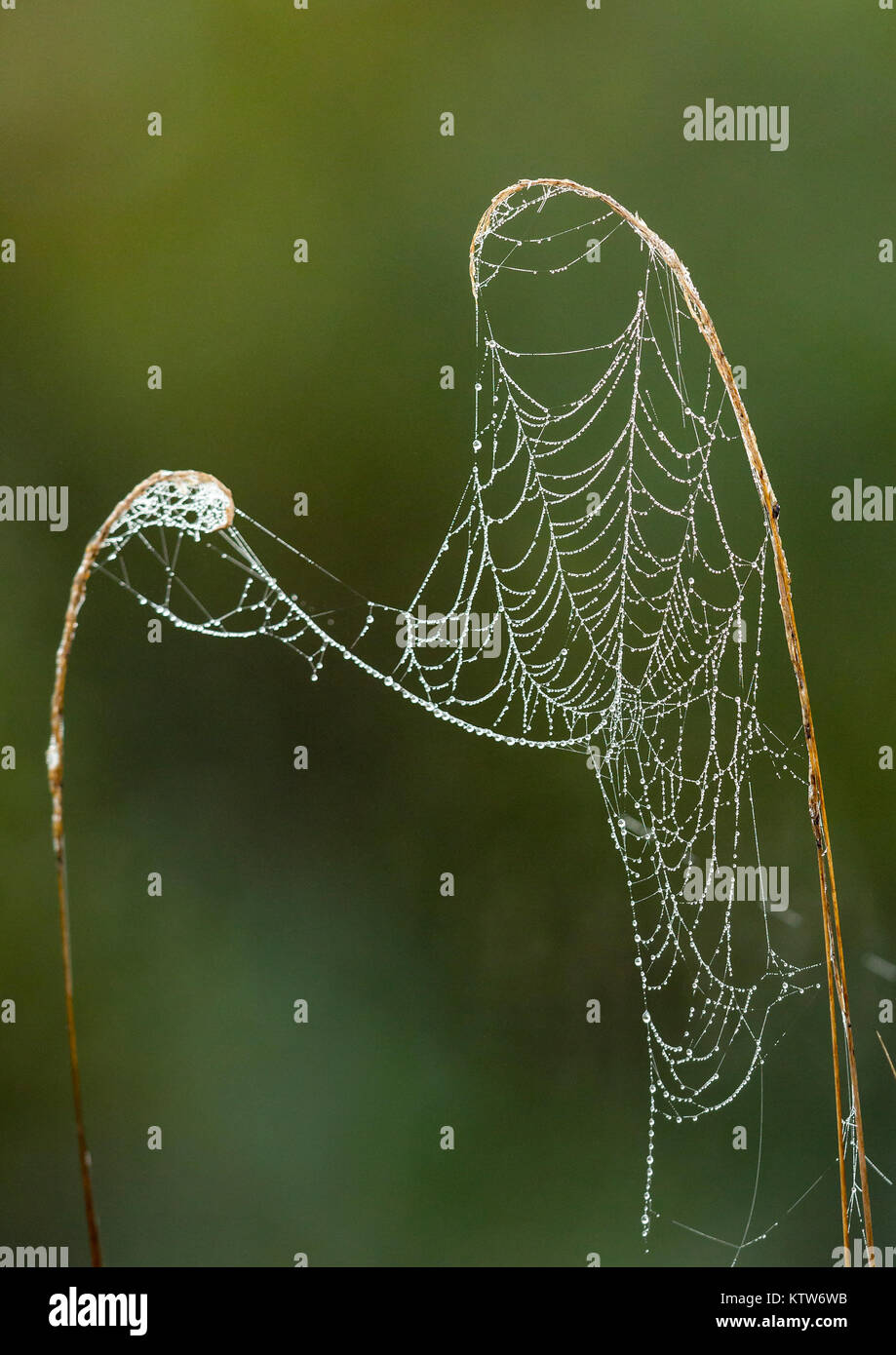 Tau bedeckten Orb Spinnennetz Stockfoto