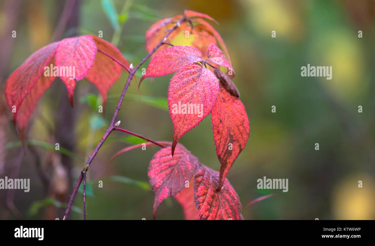 Schneeball-Blackberry im Herbst Stockfoto