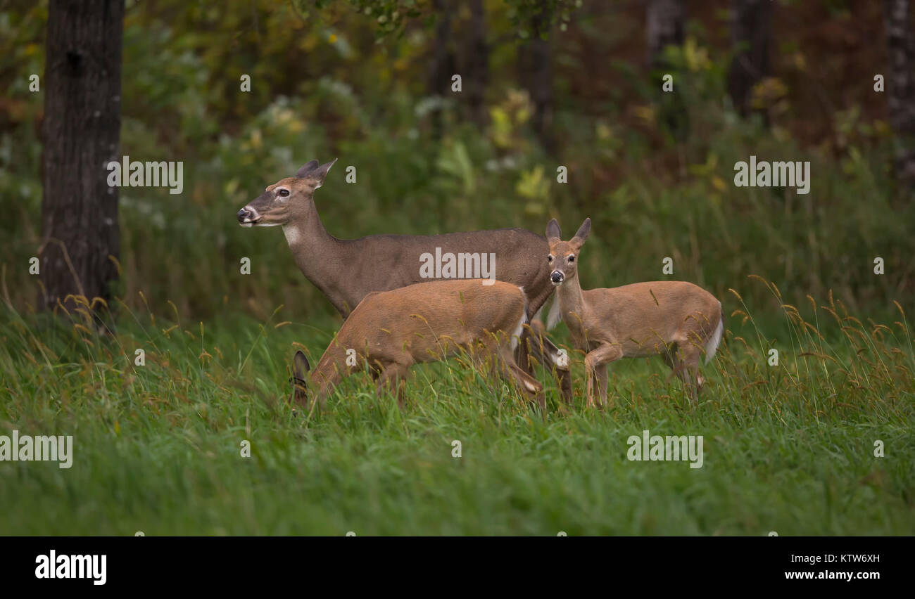 White-tailed doe mit ihrer Kitze in einem Herbst Wiese. Stockfoto