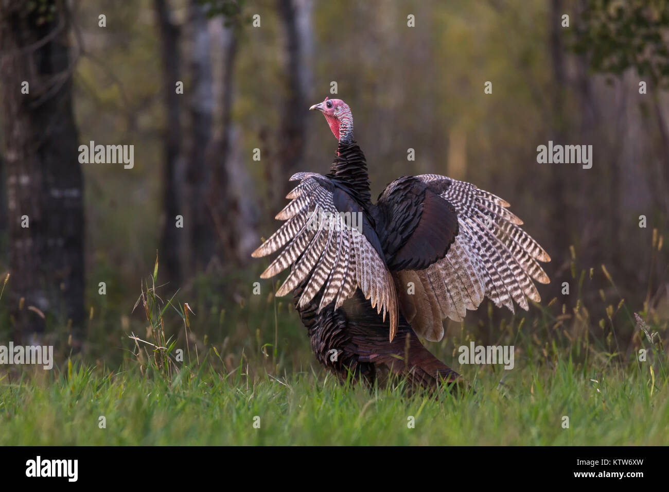 Östlichen wilde Türkei in Nordwisconsin. Stockfoto