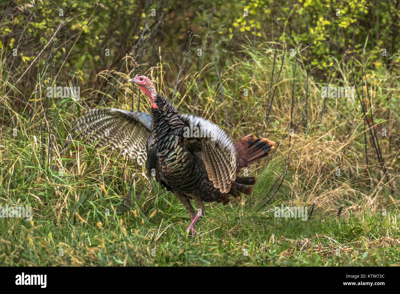Osttürkei wild Stockfoto