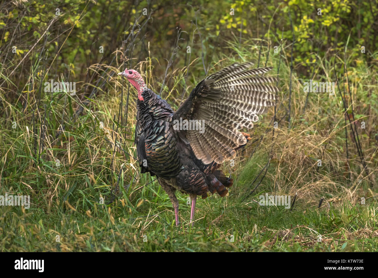 Osttürkei wild Stockfoto
