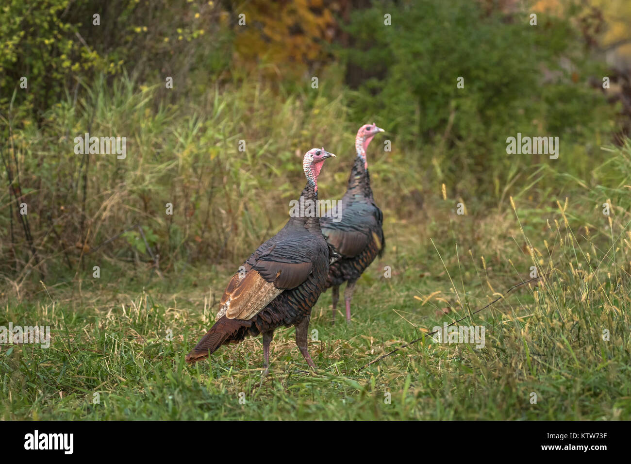 Östlichen wilde Truthähne Stockfoto