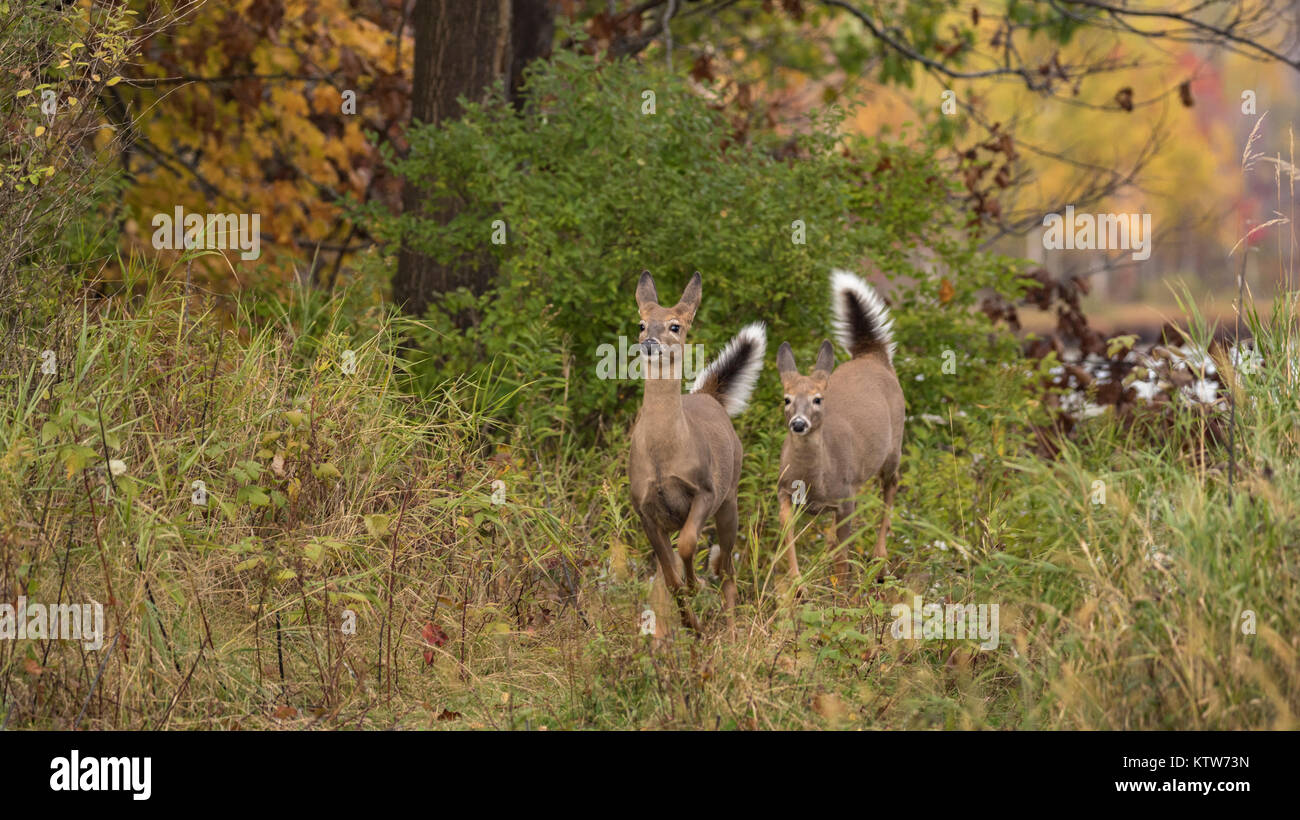 Alarmiert Weißwedelhirsche in einem Herbst Feld. Stockfoto