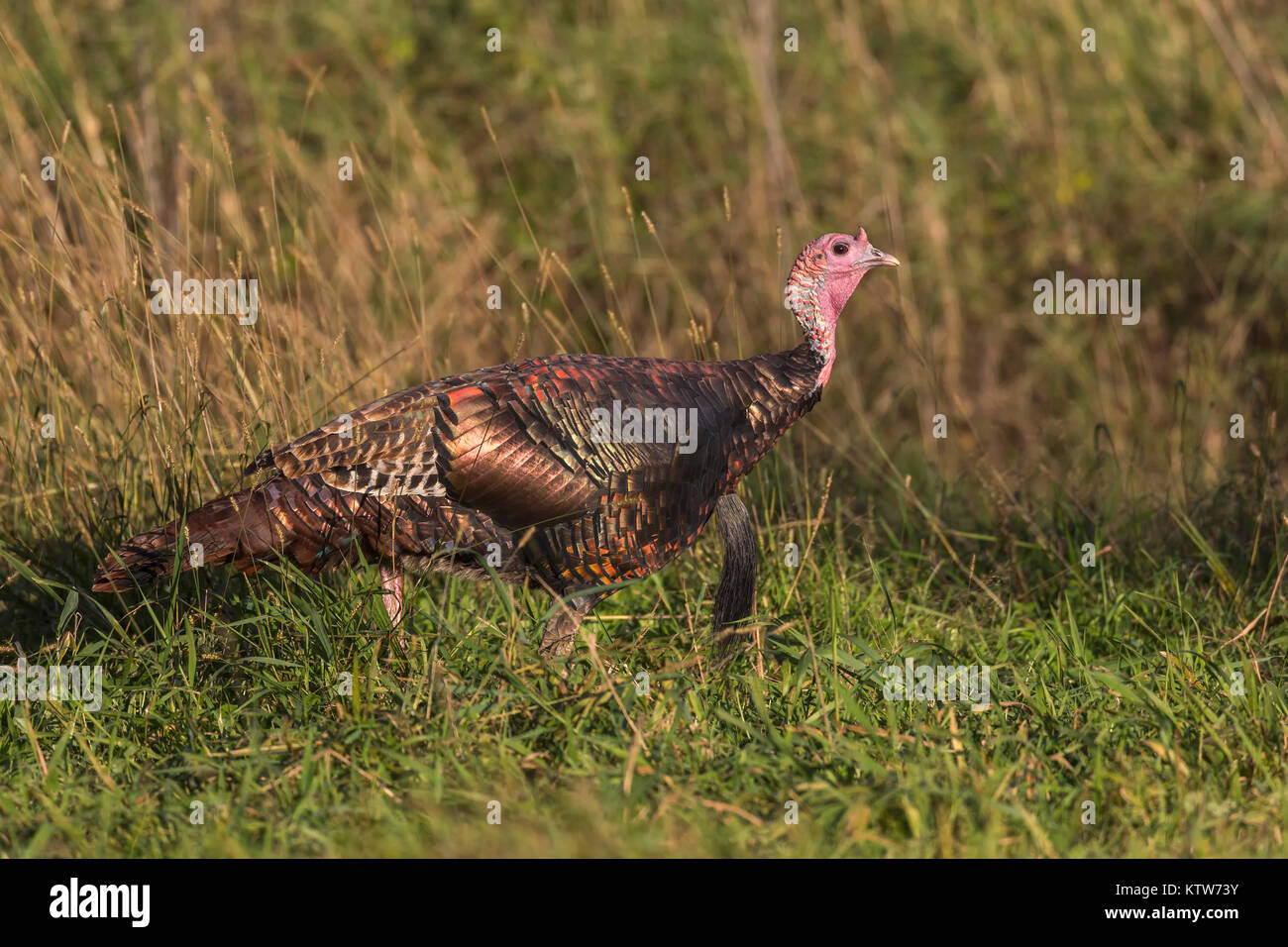 Östlichen wilde Türkei wandern in einer nördlichen Wisconsin Feld. Stockfoto