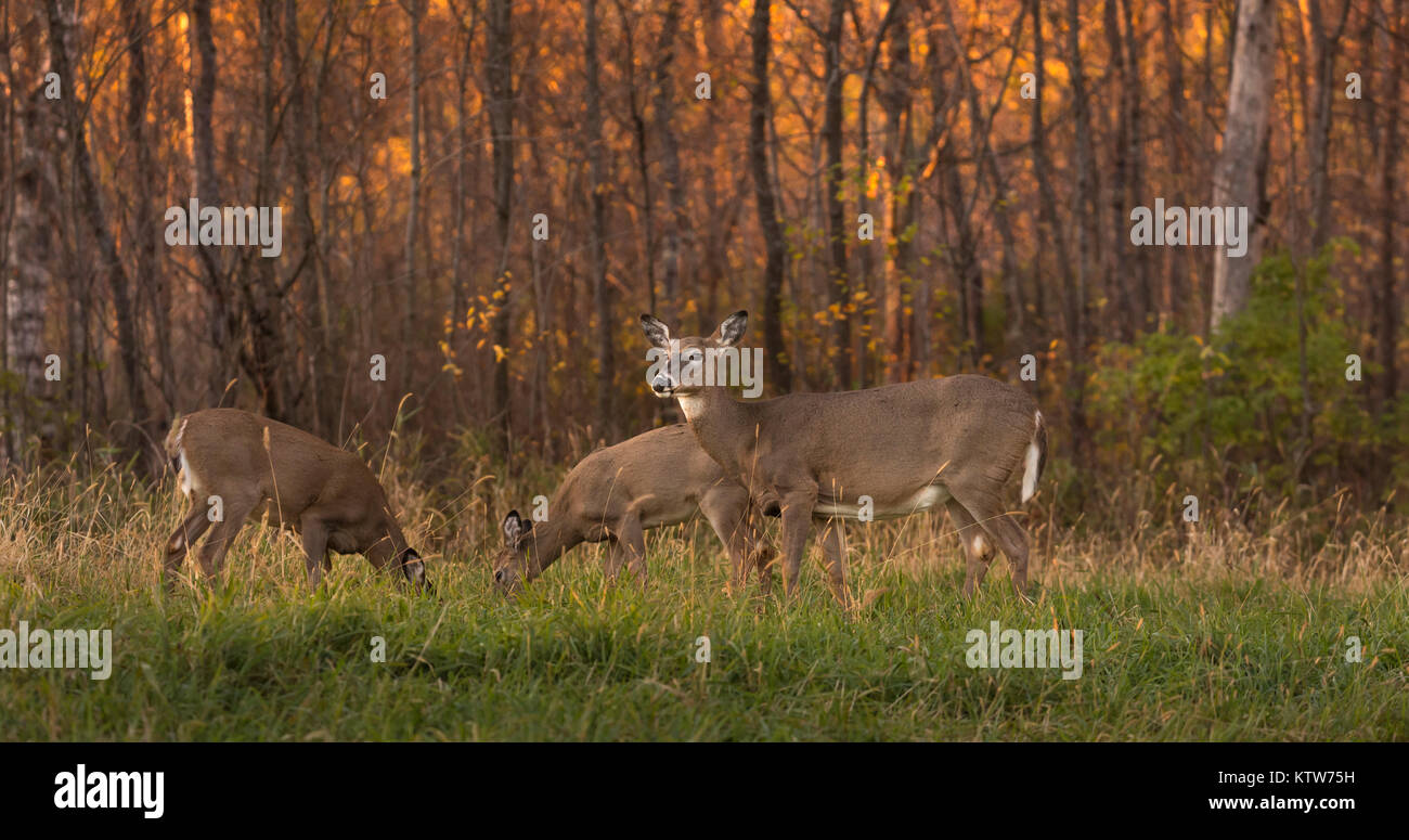 White-tailed doe und rehkitze Fütterung im Herbst. Stockfoto