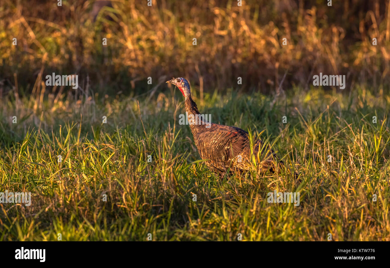 Östlichen wilde Türkei in einem nördlichen Wisconsin Feld. Stockfoto