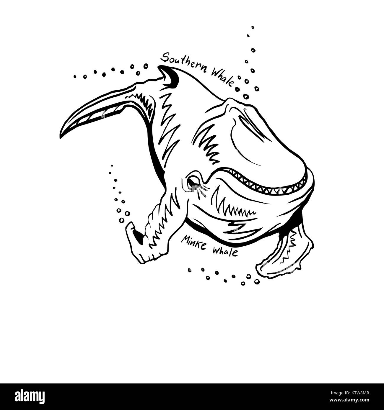 Hand-Drawn Doodle von Wal. Vector Illustration. Vektor. Stockfoto