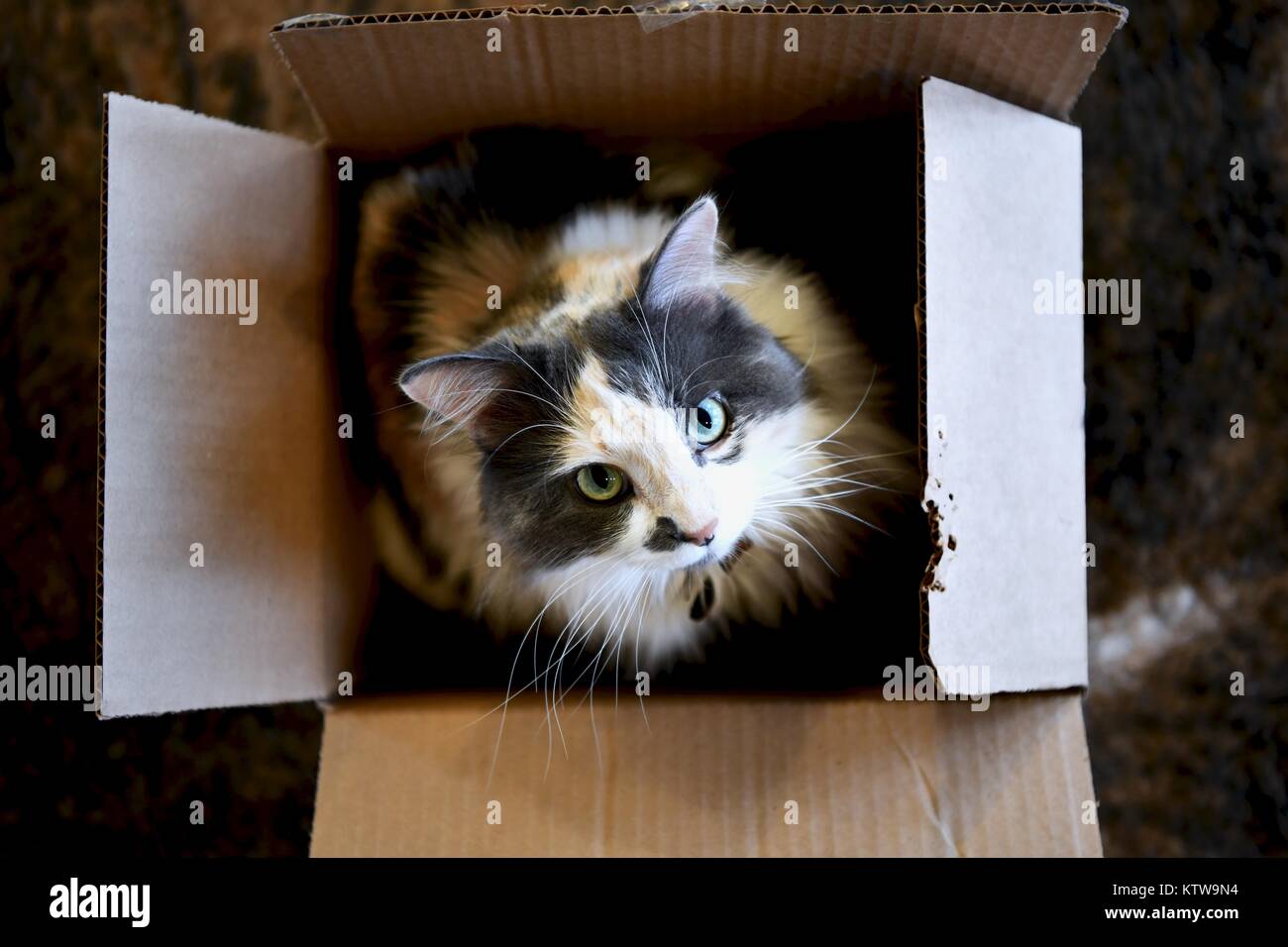 Calico Cat Ausblenden von innen geöffnet wird Stockfoto