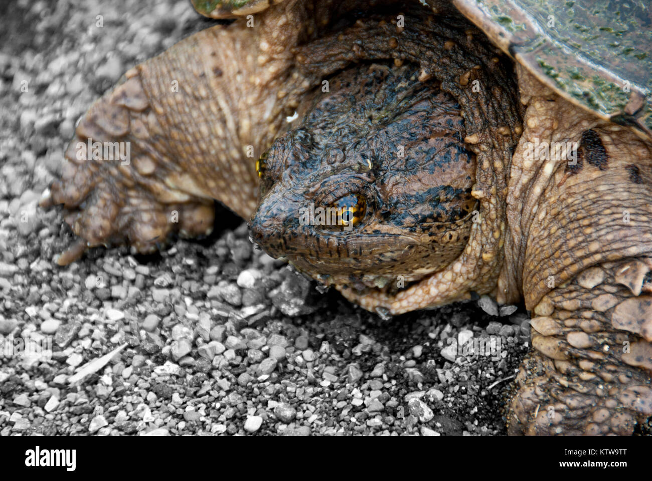Schildkröte Stockfoto