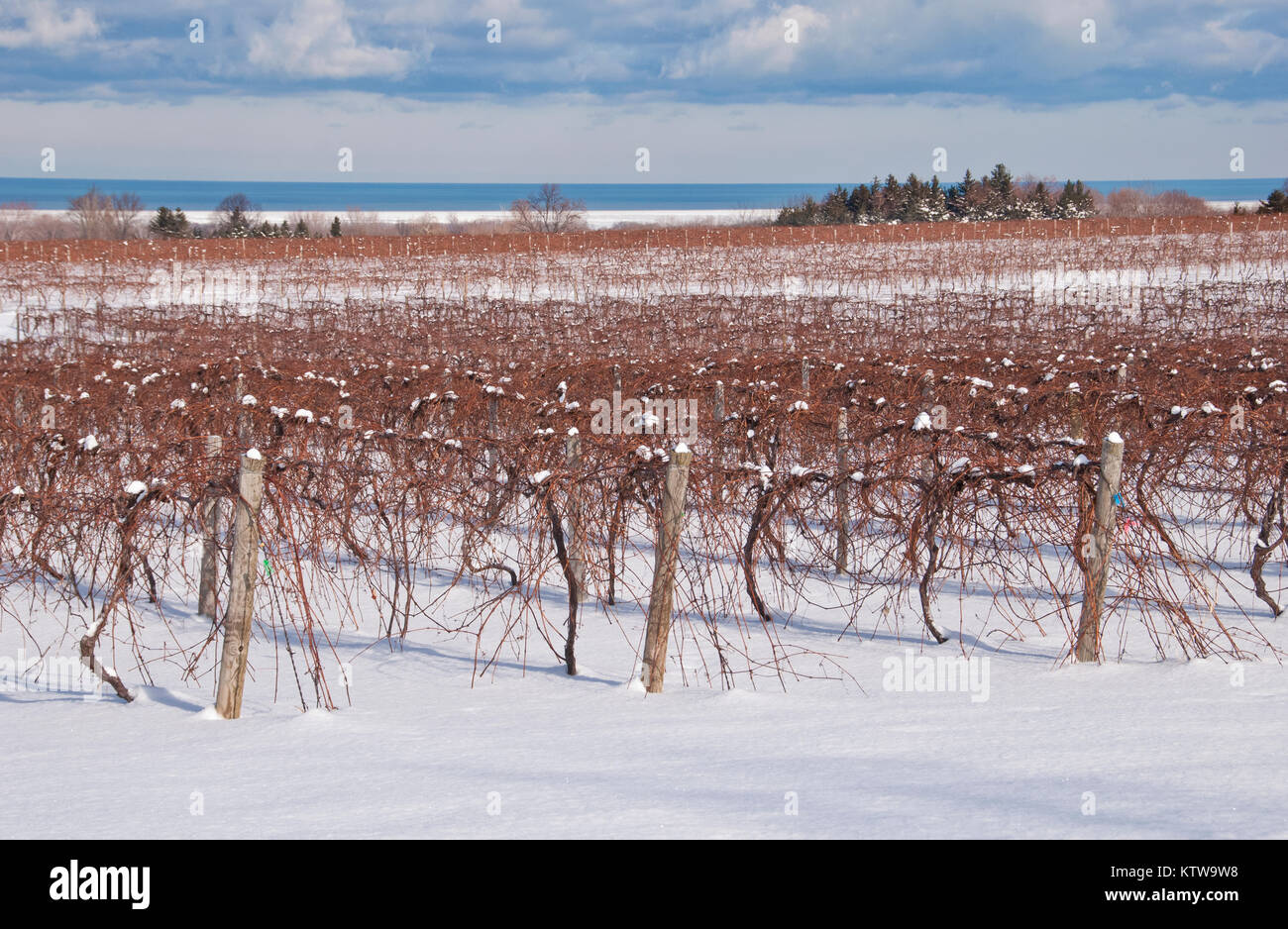 Lake Erie AKA Snowbird abweisend Stockfoto