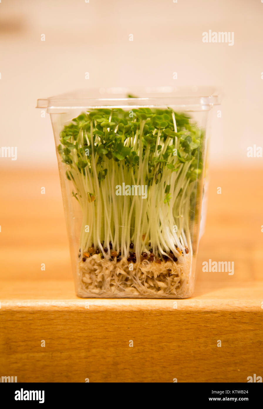 Nahaufnahme von Salat Kresse wächst in Kunststoffbehälter Stockfoto