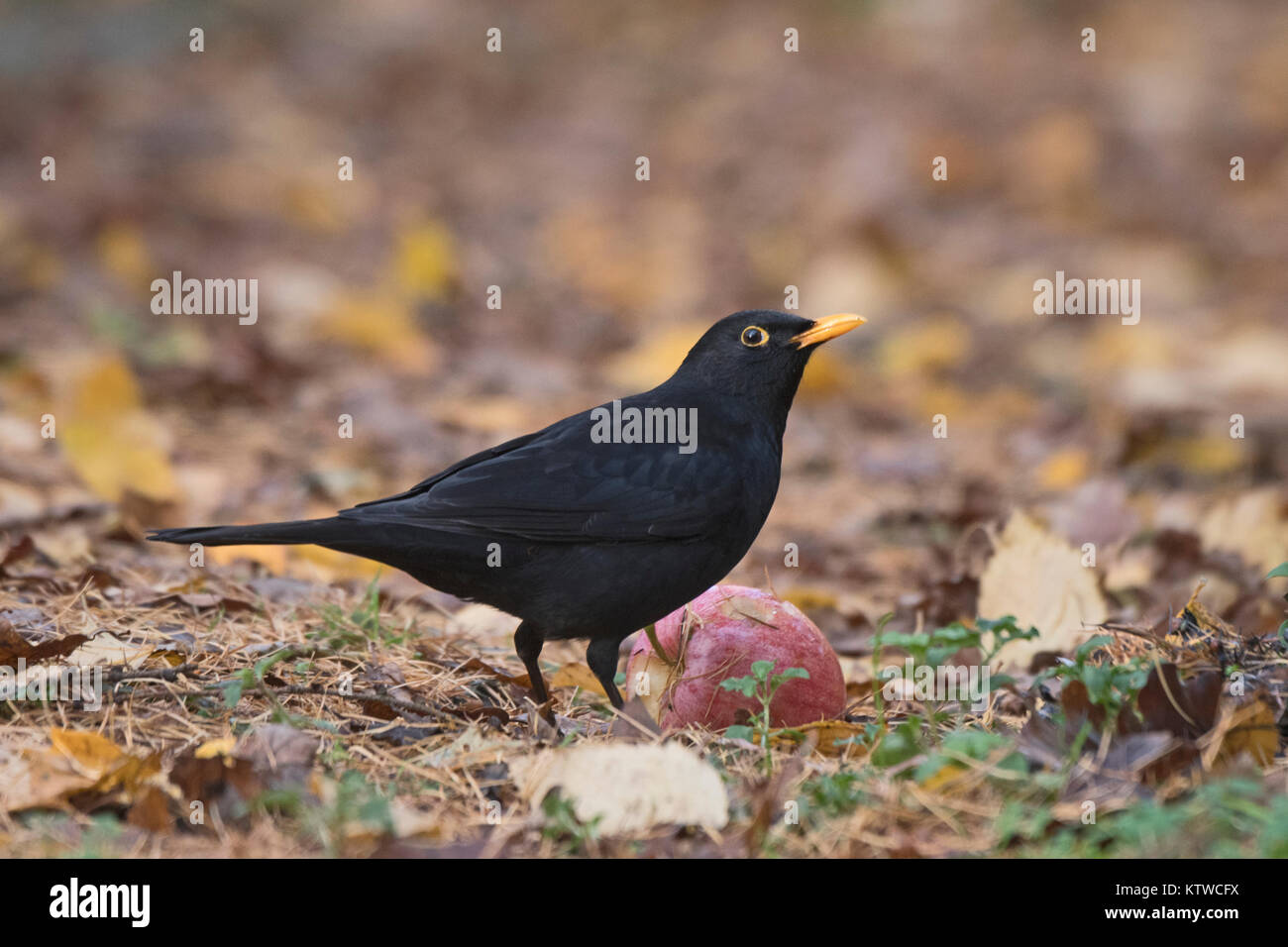 Amsel Turdus merula männlichen Fütterung auf gefallenen Äpfel Norfolk November Stockfoto