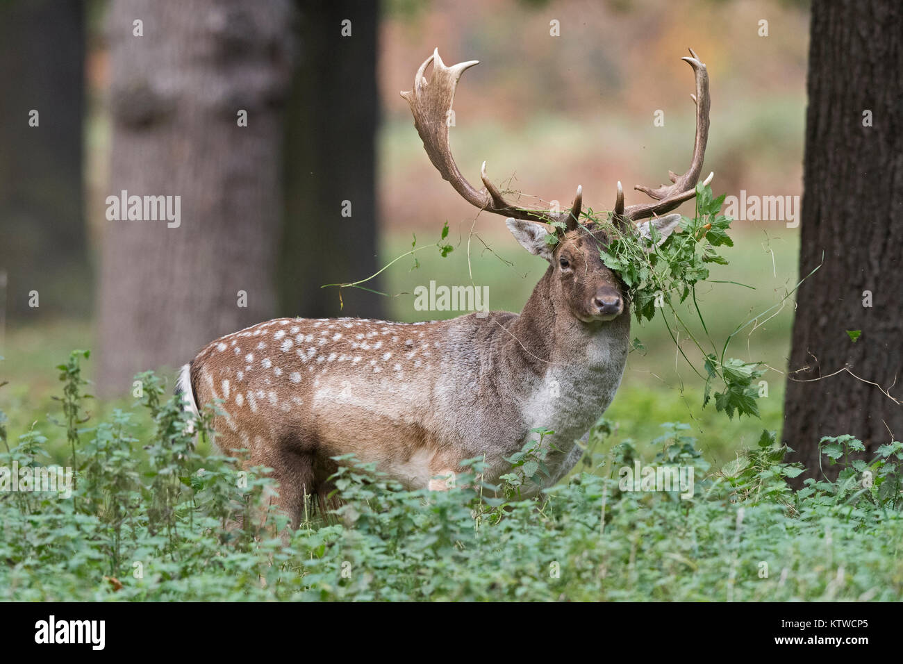 Damwild Dama Dama buck in Bushy Park London Oktober Stockfoto