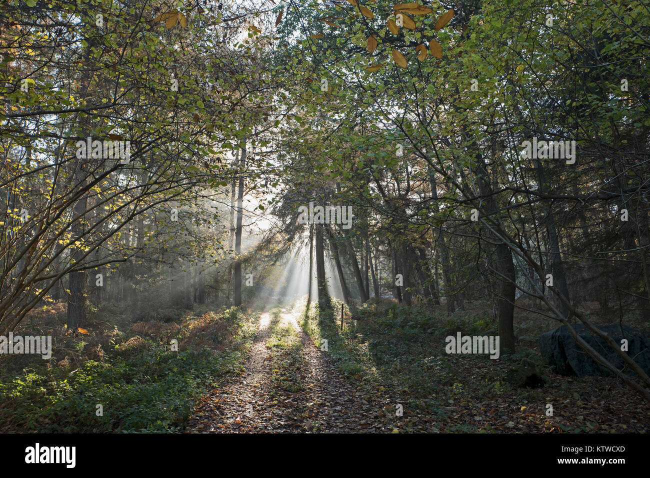 Sun reißt auf durch die Wälder North Norfolk Herbst zu verfolgen. Stockfoto