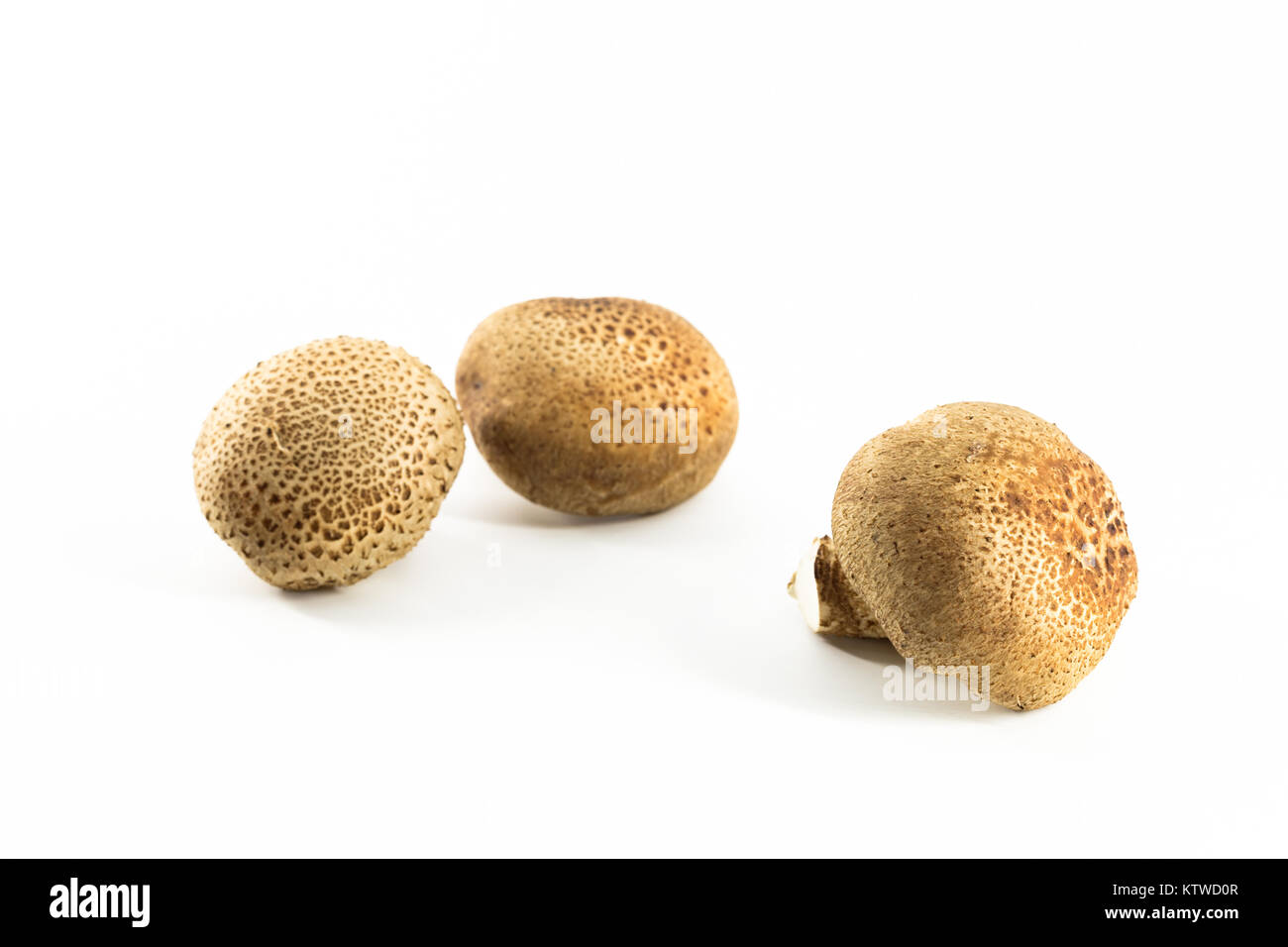 Gemüse Pilze Stockfoto