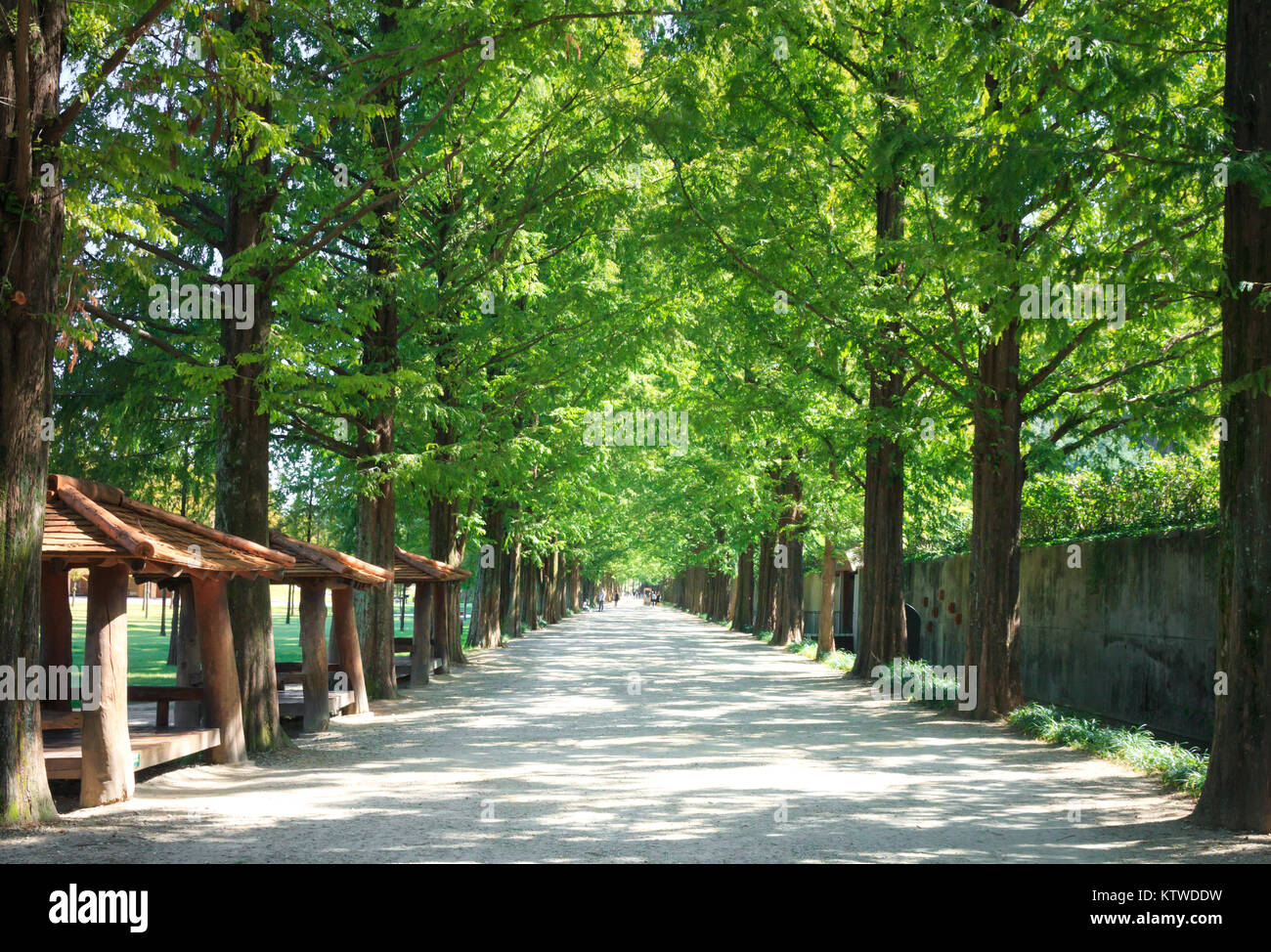 Metasequoia Waldweg im Damyang, Korea Stockfoto