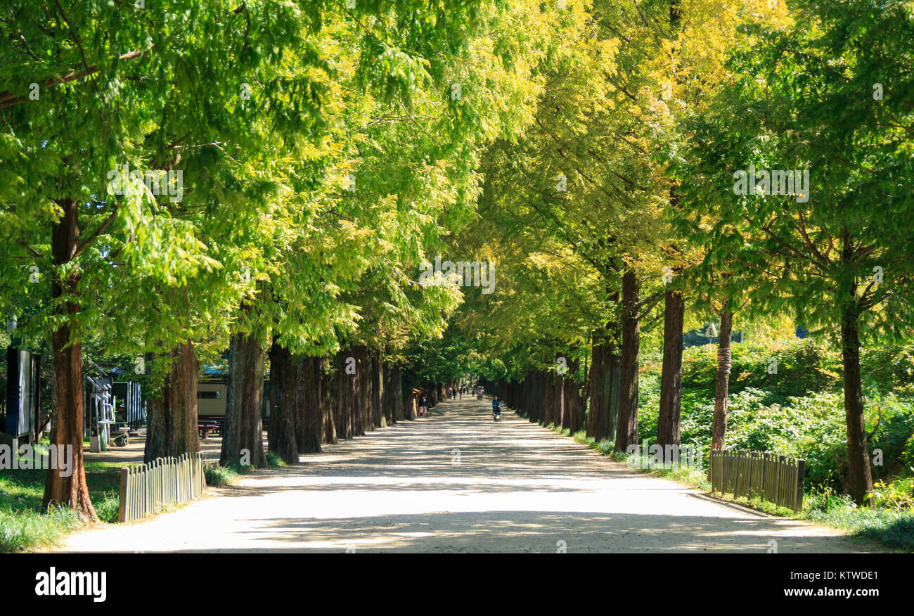 Metasequoia Waldweg im Damyang, Korea Stockfoto