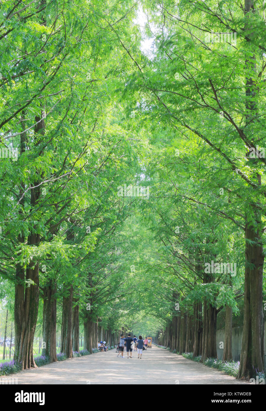 Metasequoia Waldweg im Damyang, Korea Stockfoto