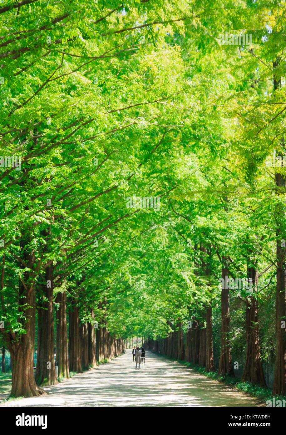Metasequoia Waldweg im Damyang, Korea Stockfoto
