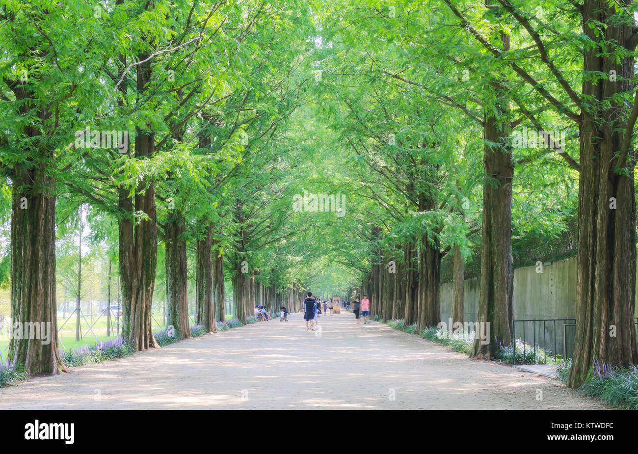 Metasequoia Waldweg im Damyang, Korea Stockfoto