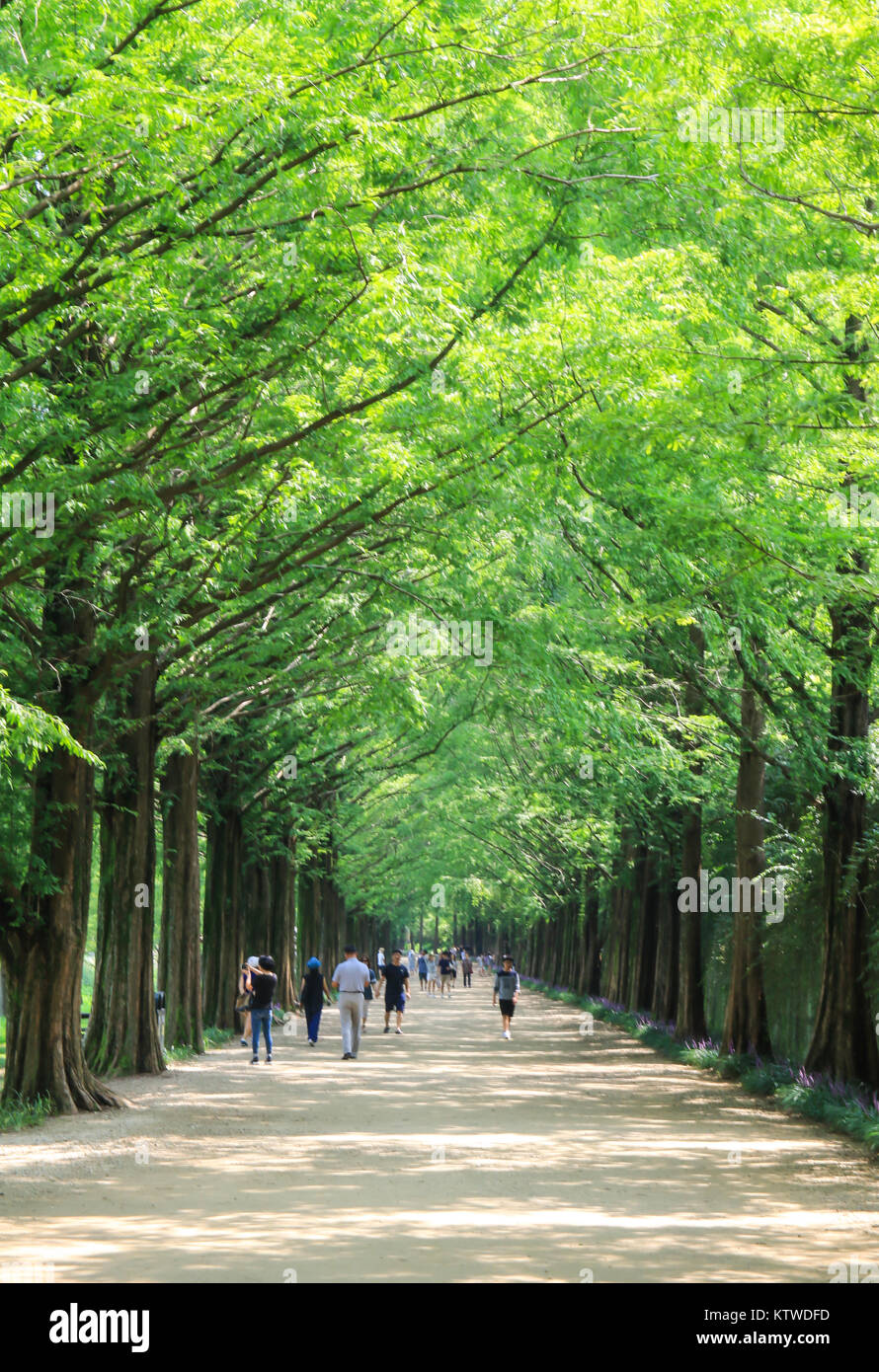 Metasequoia Waldweg im Damyang, Korea Stockfoto