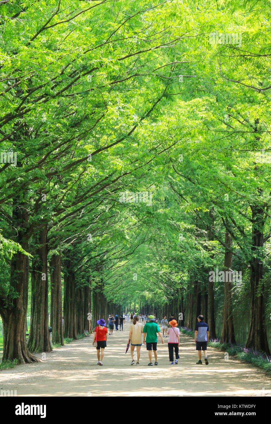 Metasequoia Waldweg im Damyang, Korea Stockfoto