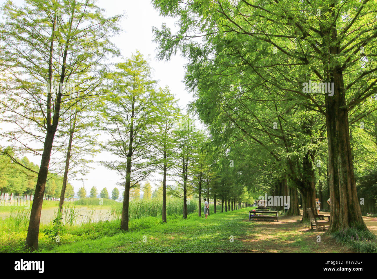 Metasequoia Waldweg im Damyang, Korea Stockfoto