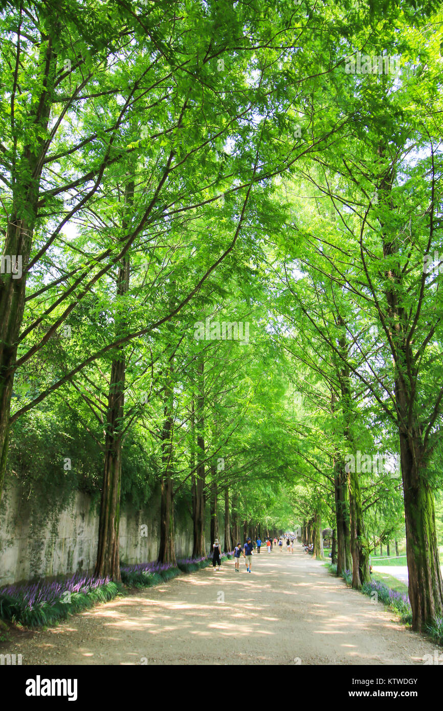 Metasequoia Waldweg im Damyang, Korea Stockfoto