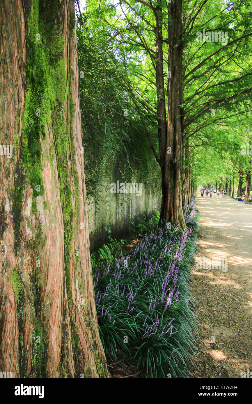 Metasequoia Waldweg im Damyang, Korea Stockfoto