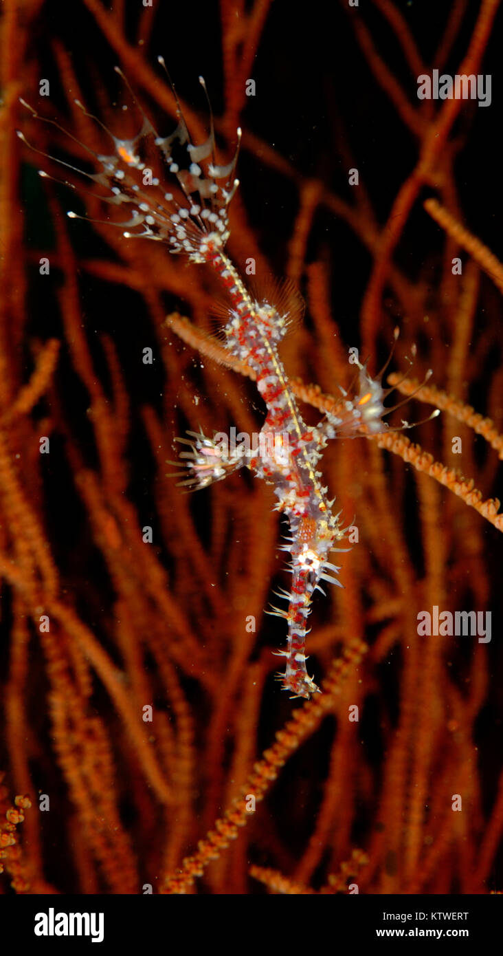 JUVENILE VERZIERTEN GEISTERFETZENFISCHE ODER HARLEKIN GEISTERPFEIFENFISCH (SOLENOSTOMUS PARADOXUS) Stockfoto