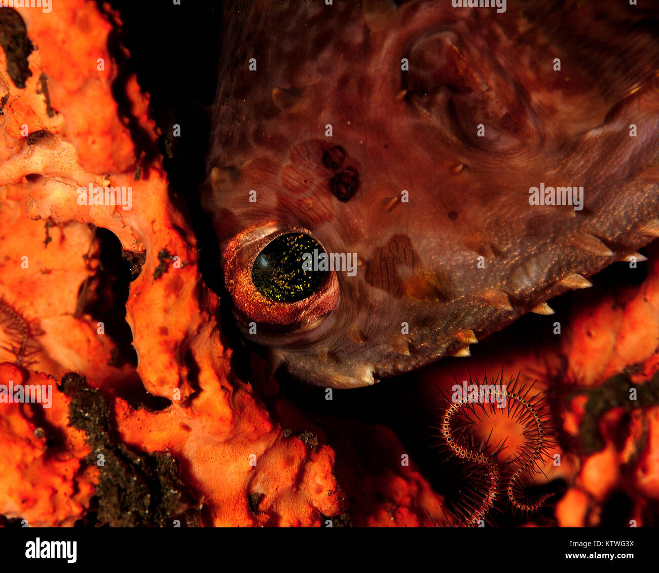 Schlafen ORBICULAR BURRFISH (CYCLICHTHYS ORBICULARIS) CORAL Stockfoto